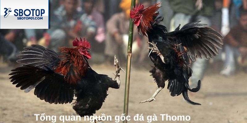 Tổng quan nguồn gốc đá gà Thomo