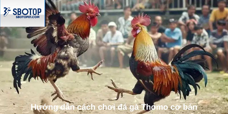 Hướng dẫn cách chơi đá gà Thomo cơ bản