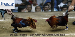 Đá Gà Thomo - Sân Chơi Cá Cược Độc Đáo, Thưởng Lớn Tại Sbotop
