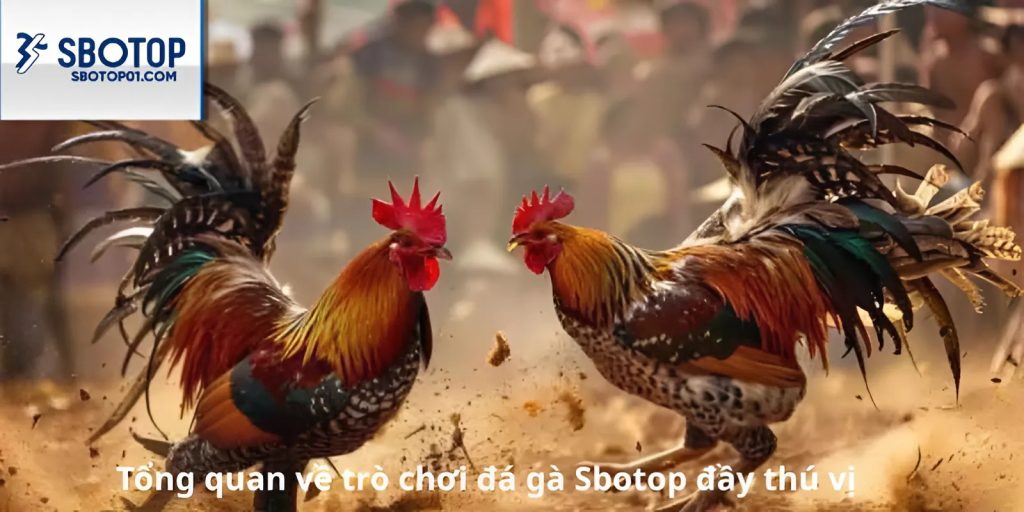 Tổng quan về trò chơi đá gà Sbotop đầy thú vị