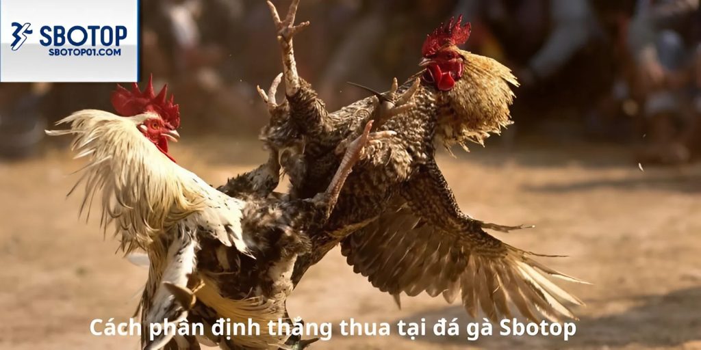 Hướng dẫn cách cược đá gà Sbotop dễ thắng