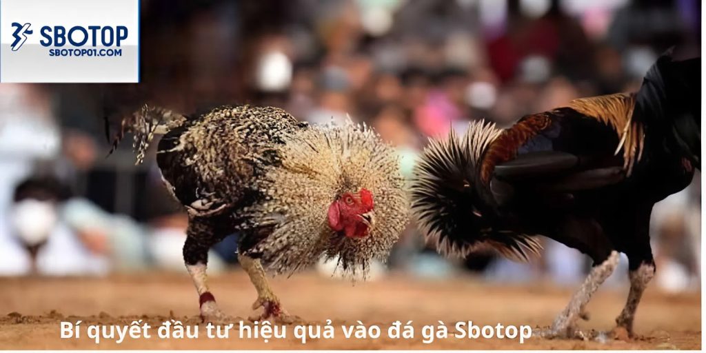 Đặt cược hiệu quả tại sbotop